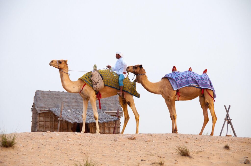 desert, nature, camels, dubai
